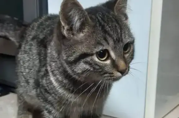 Найдена кошка Метис на улице Олега Кошевого, 31