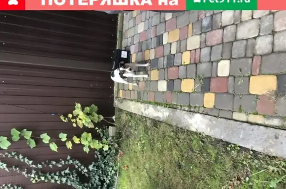 Найдена собака породы джек рассел в Ставрополе