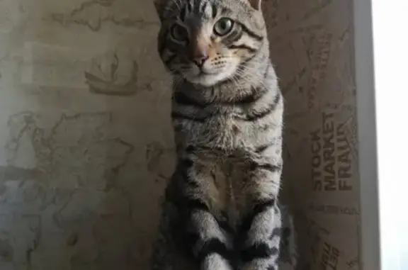 Найден породистый котик в Г. Жуковский!