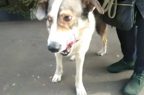 Найдена собака в районе Выхино, готова к новому дому!