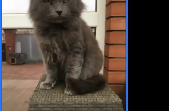Найден породистый кот СЕРЫЙ на улице Ваана Теряна, Оренбург.
