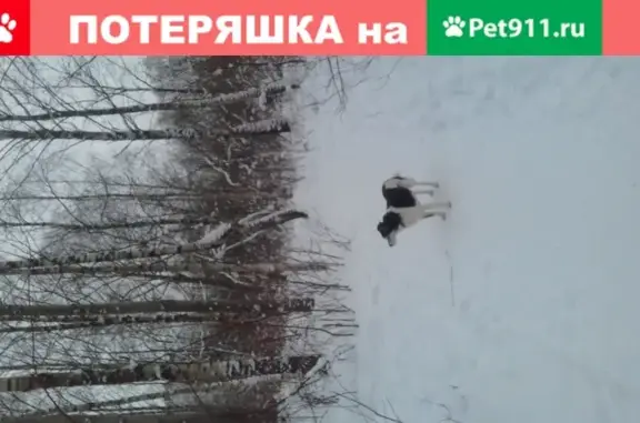 Собаки потеряшки, Санкт-Петербург, фото: Потеряшка собака 