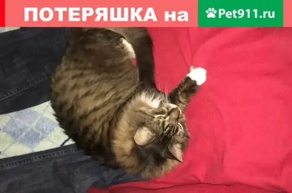 Кошки потеряшки, Санкт-Петербург, фото: Потеряшка кошка в СПб, Манежный пер., д. 15-17, вознаграждение