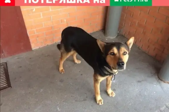 Найдена собака в районе Северный, Москва, ищем дом.