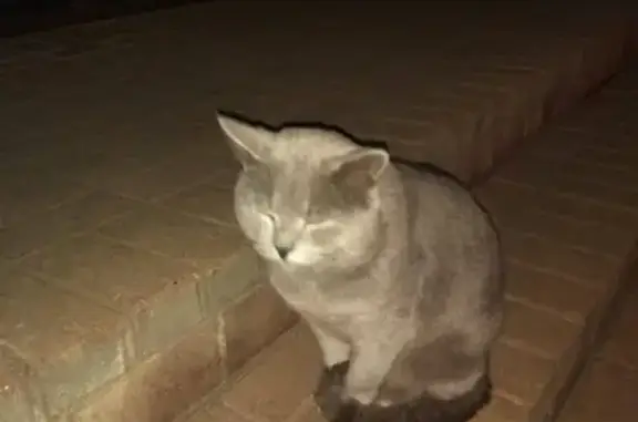 Найдена кошка в Саранске, ул. Коваленко 7А