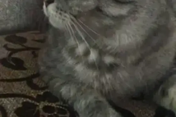 Кошки потеряшки, Лениногорск, фото: Потеряшка кошка Тина в Лениногорске, Россия