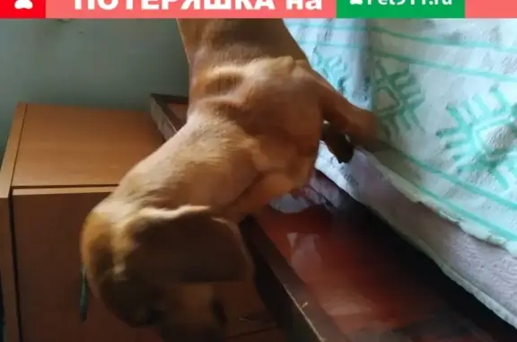 Найдена собака Такса на ул. Больничной, Евпатория