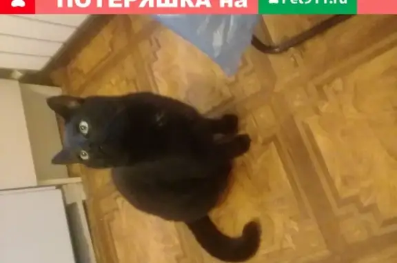 Пропала кошка Блэйд в Жуковском, Московская обл.