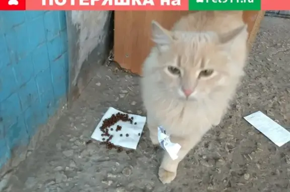 Найдена рыжая кошка на улице Стара Загора, 98