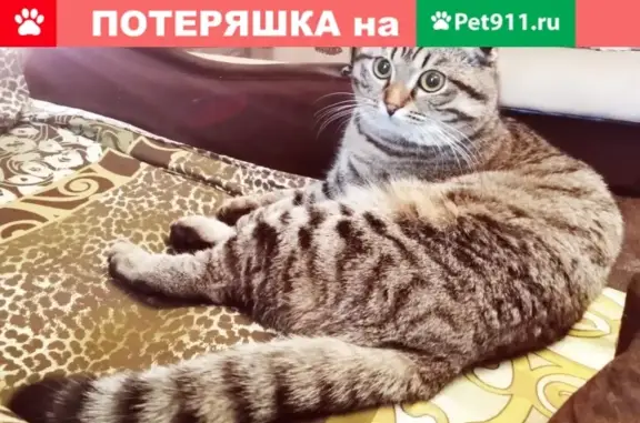 Пропала кошка в Пыть-Ях, ХМАО, Россия