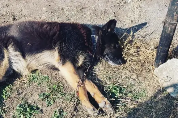 Найдена собака восточноевропейской овчарки в Нальчике
