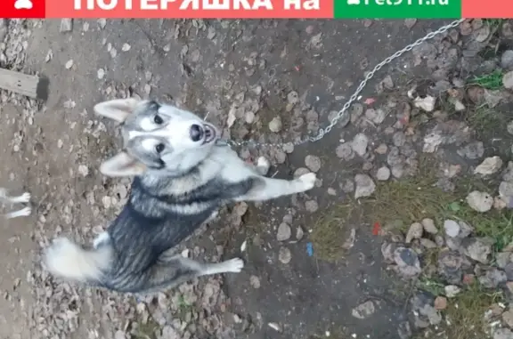 Собака Лайка найдена в Сергиевом Посаде