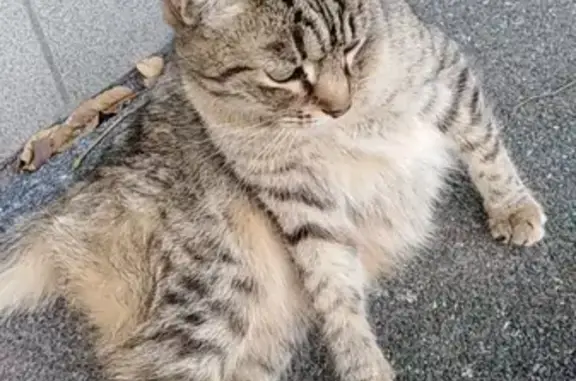 Найдена кошка Кошечка на улице Гагарина, 26