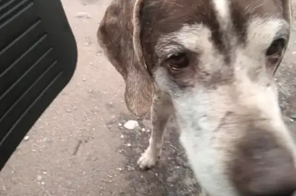 Собака найдена на улице Киселёва, 17 в Пскове