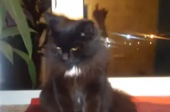 Найдена черная кошка на 1гоМая, Оренбург.