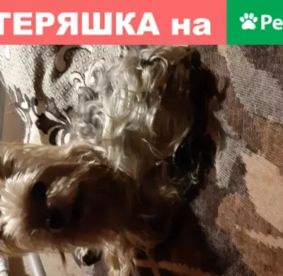 Кошки потеряшки, Санкт-Петербург, фото: Потеряшка кошка в Санкт-Петербурге.