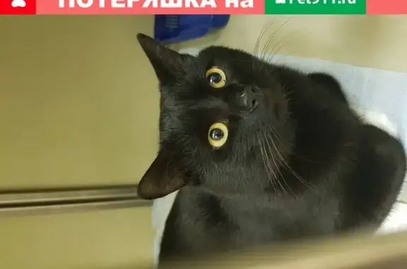 Найдена ласковая кошка в Отрадном, Москва