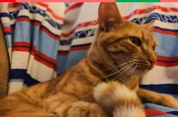 Кошки потеряшки, Москва, фото: Потеряшка кошка в районе метро Бауманская, вознаграждение 10 тыс. руб.