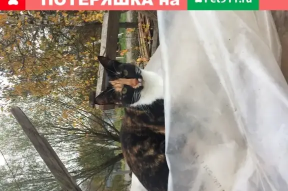 Пропала кошка Бася в посёлке Чисмена, Московская область