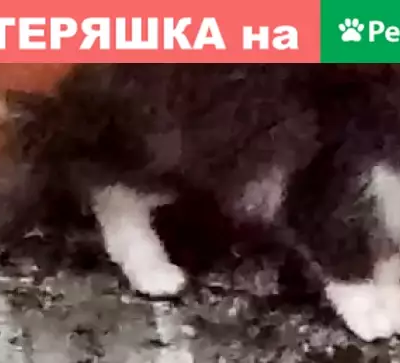 Найдена кошка на Ленина 6