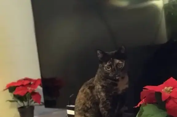 Кошки потеряшки, Мурманск, фото: Потеряшка кошка на Автопарковом пр. в Мурманске