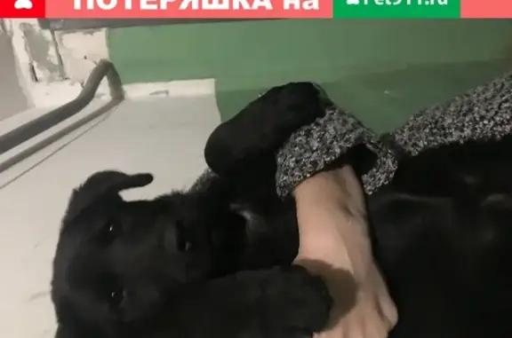Найден щенок черного лабрадора на ул. Интернациональная, г. Энгельс