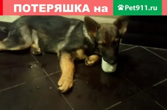 Найдена собака в поселке Красный Бор, Смоленск