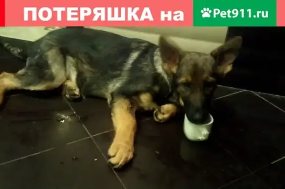 Найдена собака в поселке Красный Бор, Смоленск