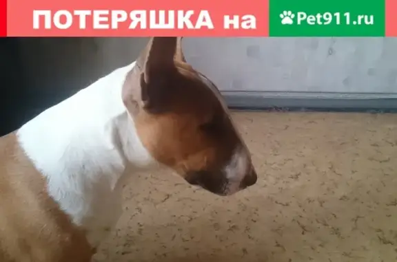 Пропала собака на Армавирской улице, Москва.