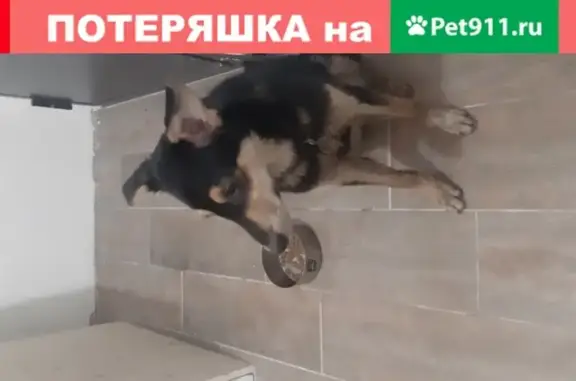 Найдена собака в районе м. Кутузовская