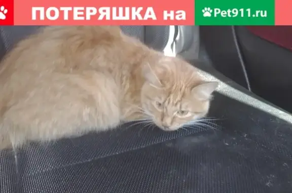 Найдена кошка на ул. Фрунзе, Хабаровск