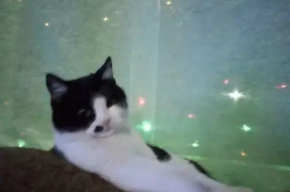 Кошки потеряшки, Чебаркуль, фото: Потеряшка кот в Чебаркуле с ошейником от блох