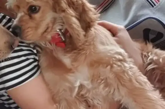 Собаки потеряшки, , фото: Потеряшка собака Ида на ул. Кабардинская, Нальчик