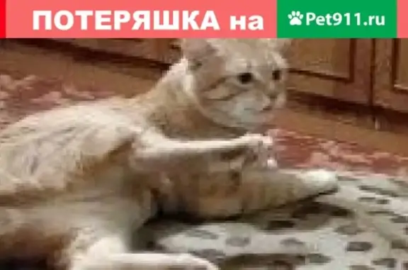 Кошки потеряшки, Нижний Новгород, фото: Потеряшка кот Василий на ул. Нижегородской