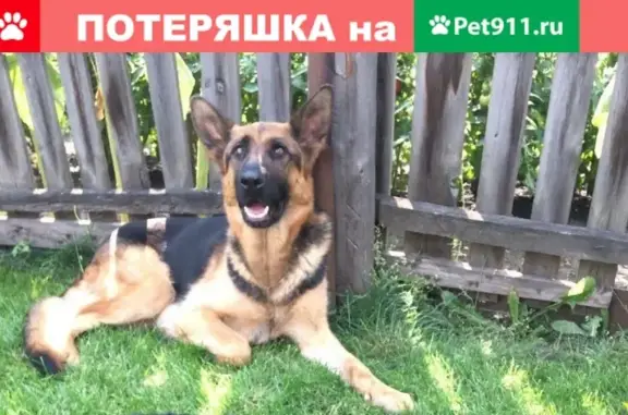 Пропала собака в Ленинском районе: Немецкая овчарка-девочка Вента, 3 года.
