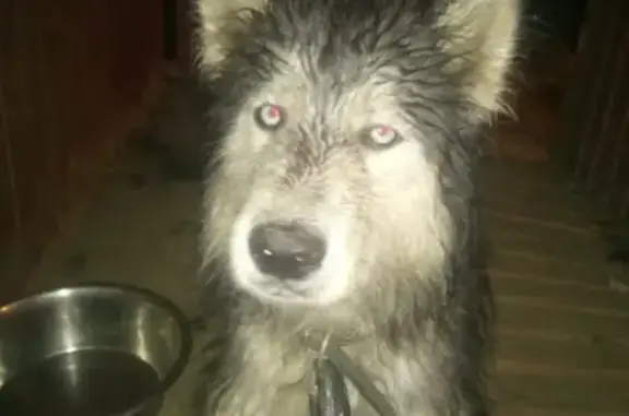 Собака Хаски найдена в Щёлково