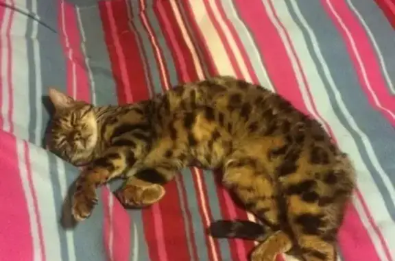 Пропала бенгальская кошка Ева в Видном, Московская область