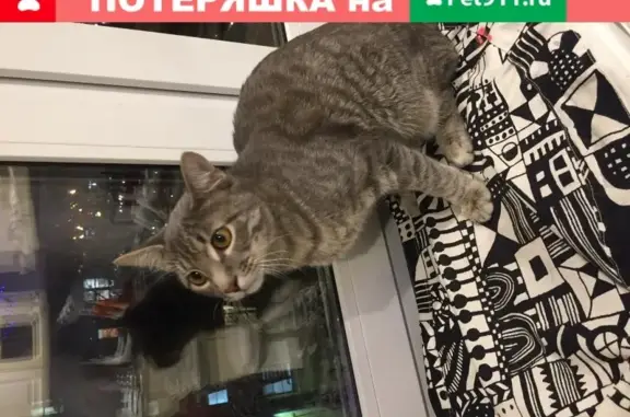Найден котенок на Патриарших прудах, Москва