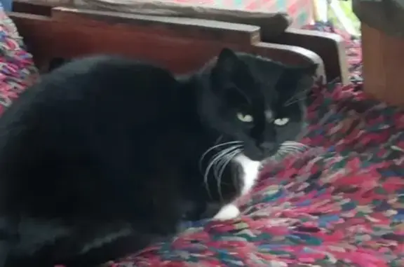 Потерянные животные Москва, фото: Пропала кошка на Чертановской улице, дом 47 к.1