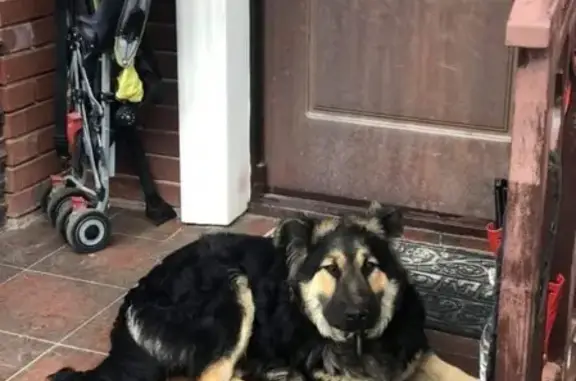 Найдена собака Овчарка в поселке Бристоль, Москва