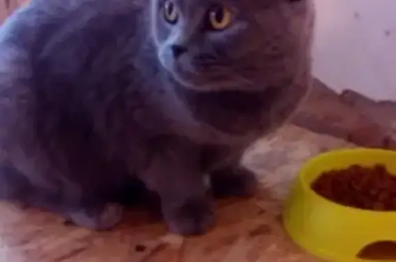 Найдена кошка Британец в Краснодаре, ул. 2-я Заречная, 104А