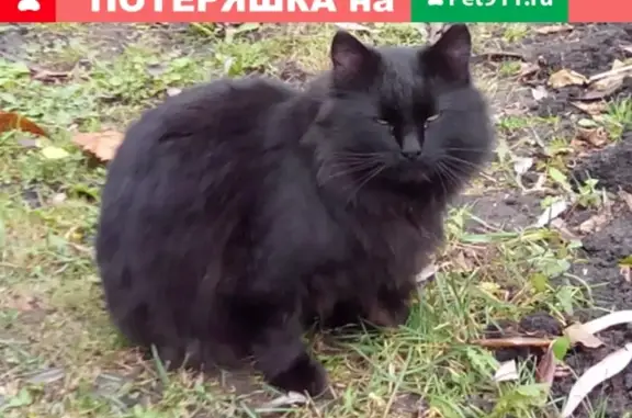 Найдена красивая кошка в районе Пригородного леса, Тамбов