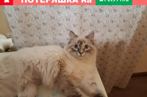 Пропала кошка на парковке за домом Лебедева 8 в Томске
