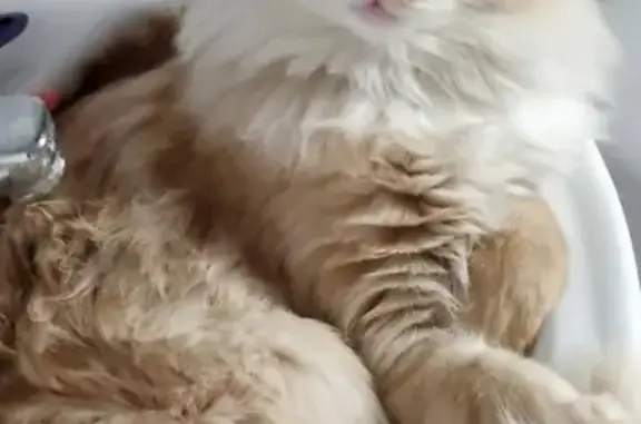 Кошки потеряшки, Железнодорожный, фото: Потеряшка кот с ошейником в районе Железнодорожного