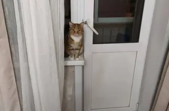 Кошки потеряшки, Усолье-Сибирское, фото: Потеряшка кошка в Усолье-Сибирском