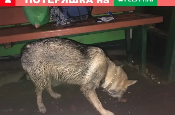 Собака на остановке возле бывшего магазина Антей в Новочебоксарске