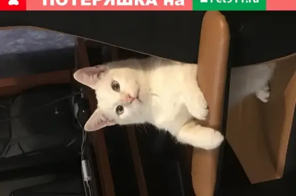 Потерянные животные Москва, фото: Пропала кошка Рыжий в Москве.