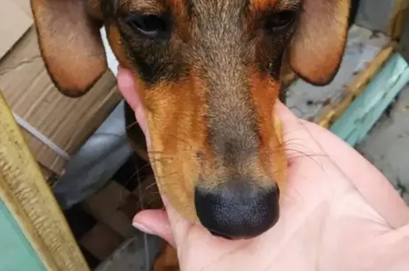 Собаки потеряшки, Липецк, фото: Потеряшка собака на Ферросплавной улице в Липецке