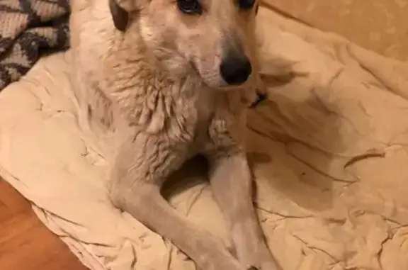 Найдена собака в районе Чистых прудов, Москва