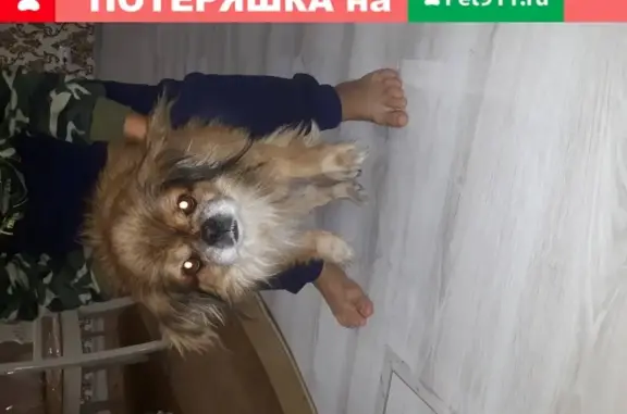 Собака найдена в Ростове, р-н Темерника.